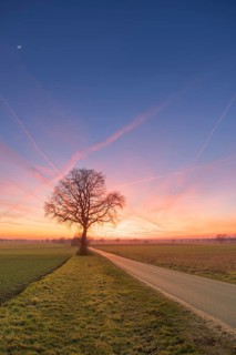 View along a road to a solitary tree in an agricultural environment with blue sky streaked with