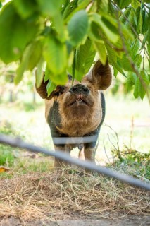 Domestic pig in the green, Amsterdam, Netherlands