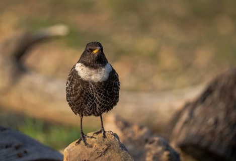 A Ring ouzel perches serenely on a rock, showcasing its distinctive white bib against a mottled