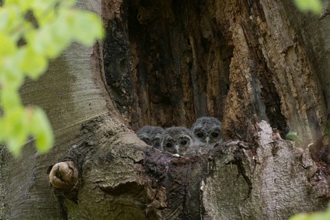 Tawny Owl (Strix aluco) three chicks looking out from breeding hole, Saxony, Germany