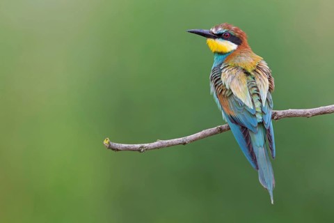 Bee-eater, (Merops apiaster), Animals, Birds, Raptor family, Perching station, Muselievo,