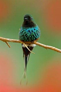 Green Thorntail, Discosura conversii, La Paz Waterfall Garden, Costa Rica. Hummingbird with clear