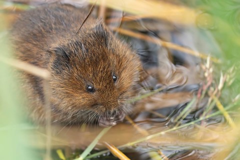 Water vole (Arvicola amphibius) adult rodent animal feeding on a reed leaf on a pond in summer,