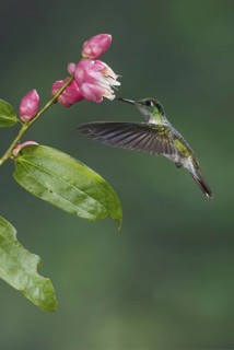 White-bellied Mountain Gem (Lampornis hemileucus), Costa Rica