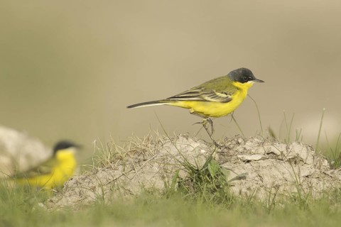 Western Yellow Wagtail (Motacilla flava thunbergi), Turkey