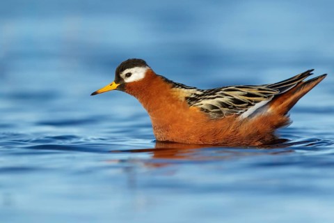 Red Phalarope (Phalaropus fulicarius) feeding on a small pond on the tundra in Northern Alaska