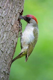 European Green Woodpecker (Picus viridis) female feeds chick in breeding cavity,