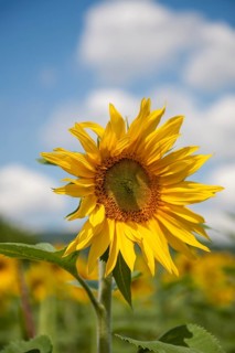Sunflower in the foreground of a field under a blue sky, Southern Palatinate, Palatinate,