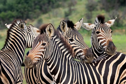 Burchell's zebra (Equus quagga burchelli), Burchell's zebra, adult, group, portrait, Pilanesberg