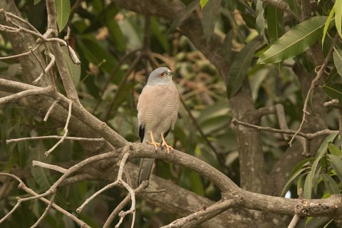 Shikra (Accipiter badius), Gambia