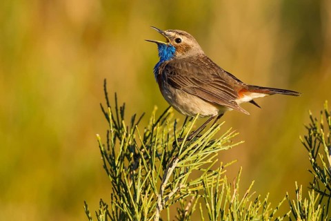 Bluethroat (Luscinia svecica cyanecula) male singing, Asturias, Spain