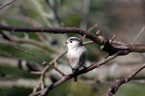 Long-tailed Tit (Aegithalos caudatus), twig, winter, close-up, cute, Germany
