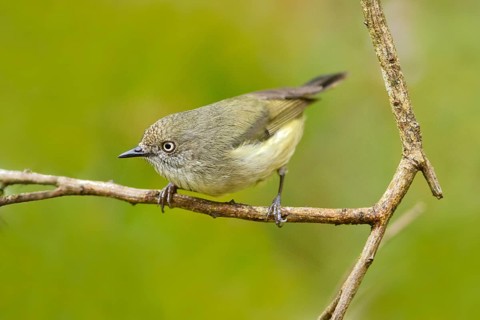 Mountain Thornbill (Acanthiza katherina), Queensland, Australia