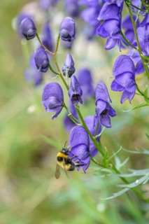 Tauern Monkshood (Aconitum tauricum), Hohe Tauern National Park, Federal Republic of Germany