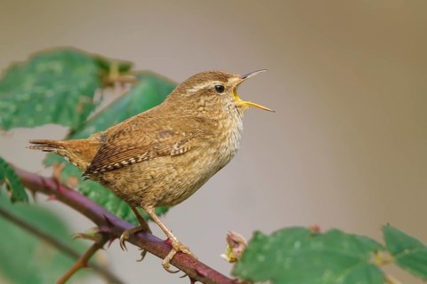 Zaunkönig, Troglodytes troglodytes Eurasian Wren, Troglodytes troglodytes