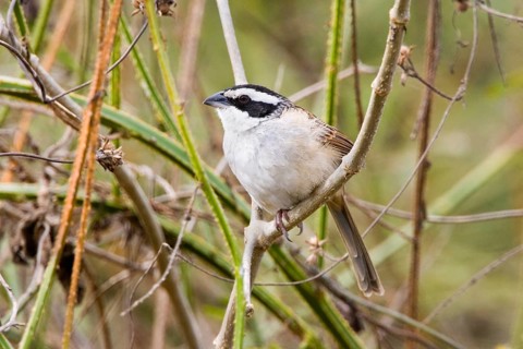 Stripe-headed Sparrow Aimophila ruficauda Sayulita, Nayarit, Mexico 19 January Adult Emberizidae