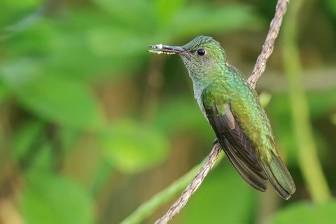 Scaly-breasted Hummingbird (Phaeochroa cuvierii) perched on a branch in Costa Rica