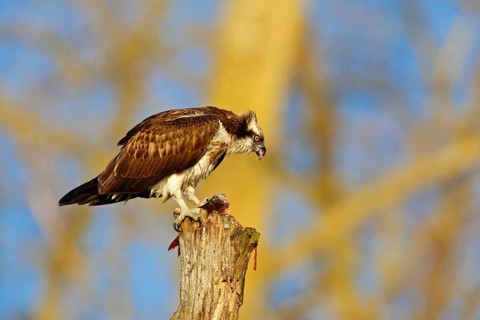 Western Osprey (Pandion haliaetus) eating a fish, Mecklenburg-Western Pomerania, Germany