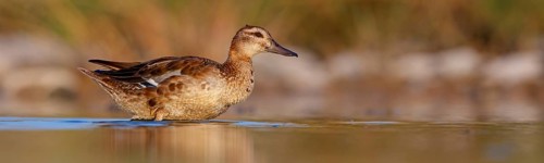 Teal, (Anas crecca), biotope, habitat, foraging, waters, animals, birds, ducks, ducks Salalah,