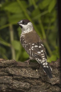 Plum-headed Finch (Neochmia modesta)