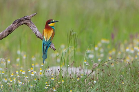 Bee-eater, (Merops apiaster), individual, perch, Tiszaalp-r, Kiskuns-gi National Park, B-cs-Kiskun,