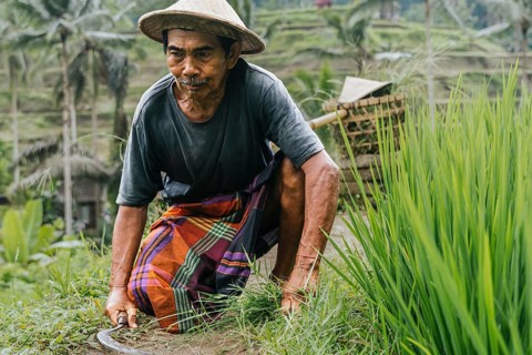 An Indonesian man works carefully in a lush rice field in Bali, showcasing traditional farming