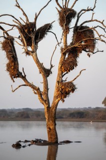 Hippos (Hippopatamus amphibius), group in the water in the morning light under a tree full of