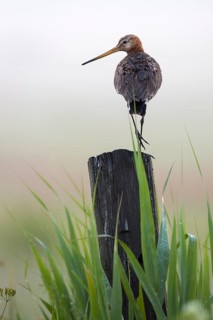 Black-tailed Godwit (Limosa limosa) male, Texel, Netherlands