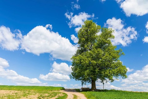 Cunnersdorfer Lime tree, single lime tree (Tilia) on a hill near Glashütte, Saxony, Germany