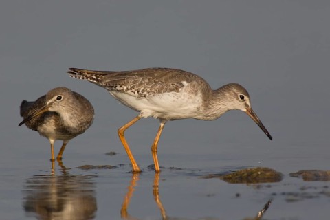 Common Redshank (Tringa totanus) foraging, Oman