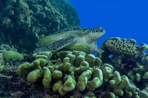 A serene green sea turtle, Chelonia mydas, rests among vibrant coral formations in the