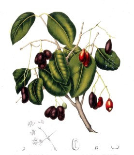 Syzygium cumini, commonly known as Malabar plum, Java plum, black plum, Jamun, Jaman, Jambul or