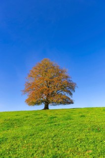 A tree with golden-brown leaves stands alone on a green hill in front of a bright blue sky, copper