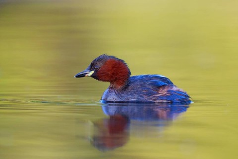 Little Grebe (Tachybaptus ruficollis), North Rhine-Westphalia, Germany