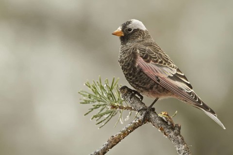Black Rosy Finch (Leucosticte atrata), New Mexico, USA