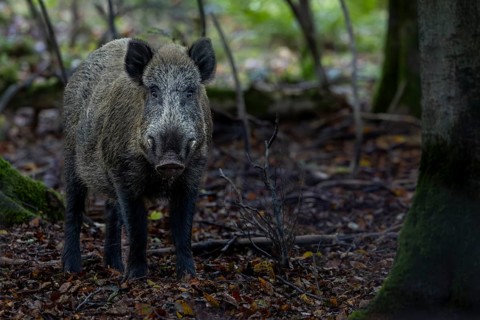 A movement causes the wild boar (Sus scrofa) to pause and, with a concentrated gaze, it looks