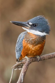 Ringed Kingfisher (Megaceryle torquata) perched on a branch in the Pantanal of Brazil