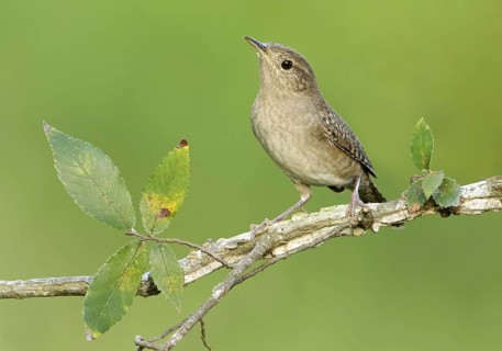 House Wren (Troglodytes aedon), Texas, USA