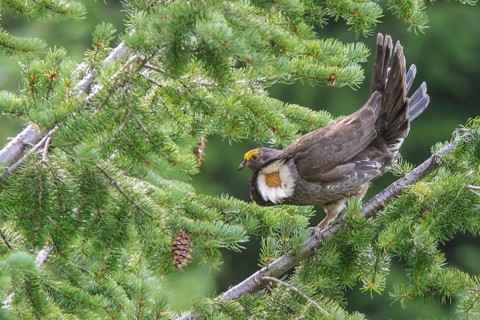 Sooty Grouse (Dendragapus fuliginosus) in the mountains of British Columbia, Canada