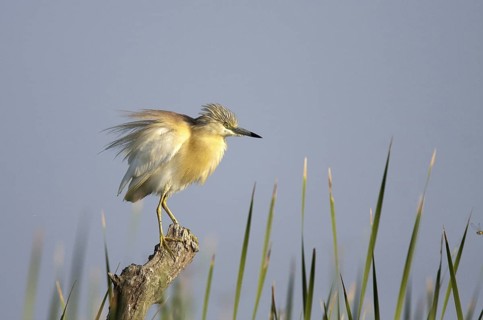 Squacco Heron (Ardeola ralloides), Andalusia, Spain