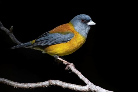 Patagonian Sierra Finch (Phrygilus patagonicus) male perched on a branch, Araucania, Chile