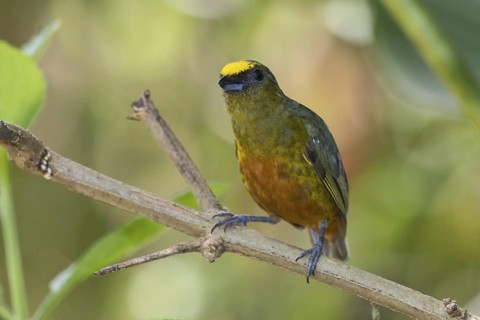 Olive-backed Euphonia (Euphonia gouldi) male, Costa Rica