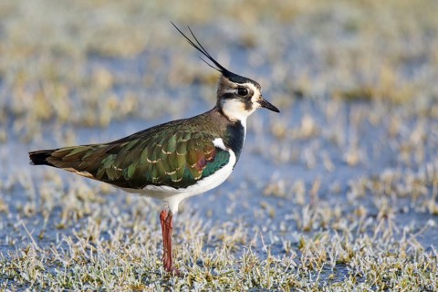 Northern Lapwing (Vanellus vanellus) male, Netherlands