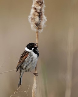 Common Reed Bunting (Emberiza schoeniclus) male singing from a cattail, Mecklenburg-Western