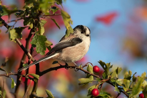 Long tailed tit (Aegithalos caudatus) adult bird in a hawthorn hedgerow with red berries in autumn,