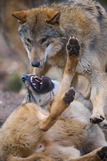 Wolf (Canis lupus), two wolves fighting with each other during mating season, Germany