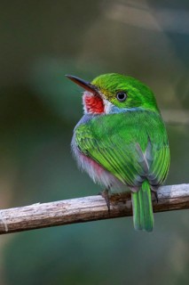 Cuban Tody (Todus multicolor) perched on a branch in Cuba