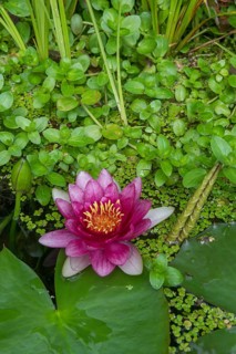Red water lily (Nymphaea) on green leaves in a pond, duckweed, Baden-Württemberg, Germany