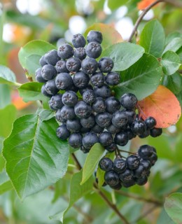 Chokeberry (Aronia × prunifolia 'Nero'), Merkel family, Germany