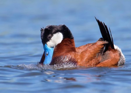 A male Ruddy Duck, Oxyura jamaicensis, courting a female in a pond in Saskatchewan, Canada